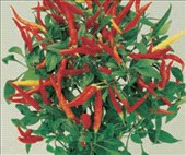 Coltivare Peperone ornamentale (lingua di fuoco) in Luglio